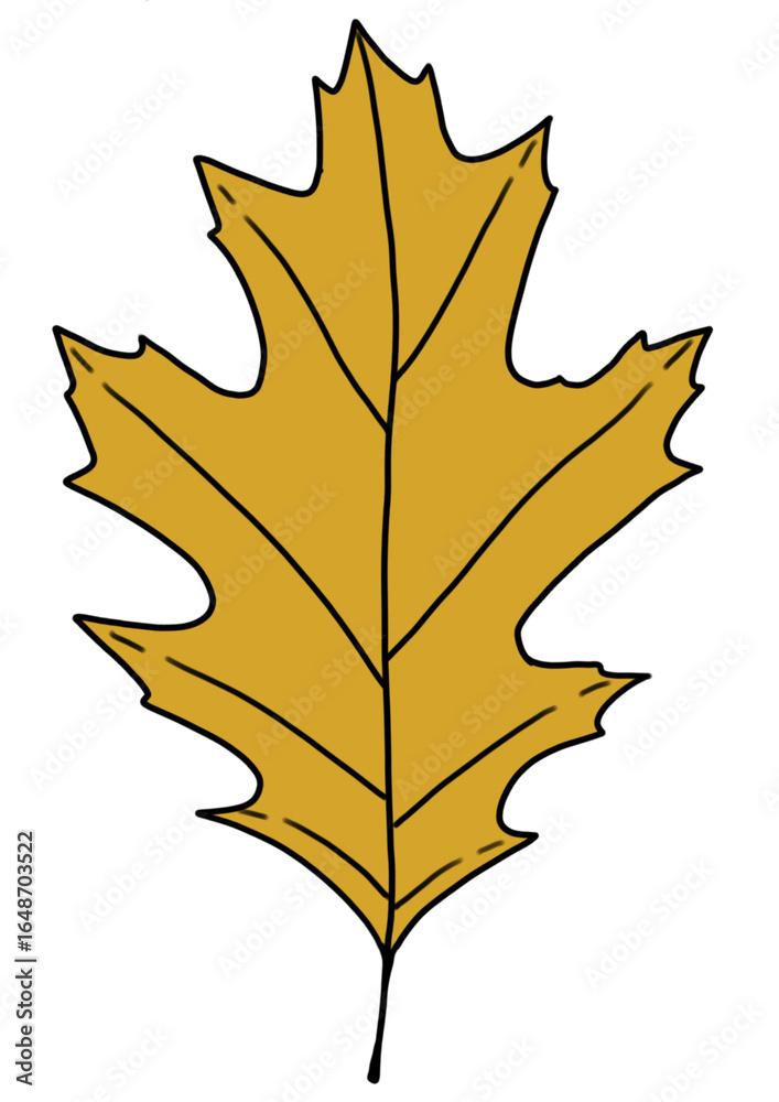 Obraz premium oak leaf on a white background