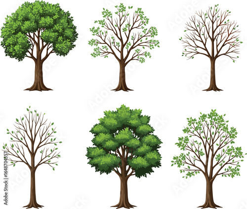 Set of detailed tree illustrations showing various stages of leaf growth and seasonal changes, green foliage, bare branches, botanical vector art, nature concept design