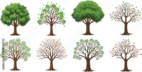Set of tree illustrations showing various seasonal stages from full green foliage to bare branches, nature, environment, botanical design, vector art collection