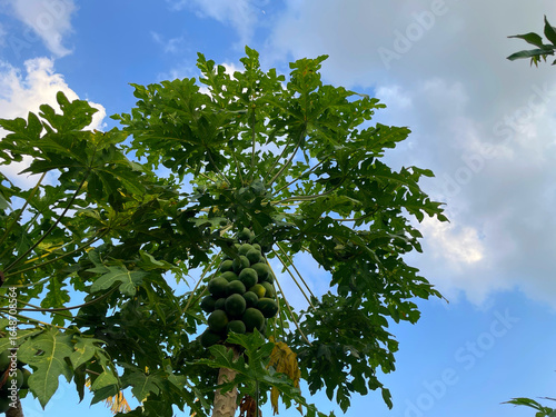 Obraz na plátně Fresh green papaya tree with clusters of unripe fruits against a bright blue sky, perfect for tropical, agricultural, and nature-themed photography