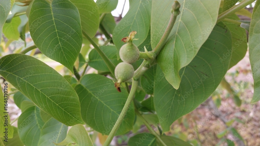 Fototapeta premium Walnut tree