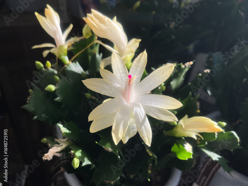 光を浴びて咲く白いデンマークカクタスの花