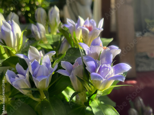 鮮やかな青紫色のリンドウの花と新緑