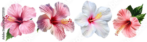 hibiscus flower,  realistic,