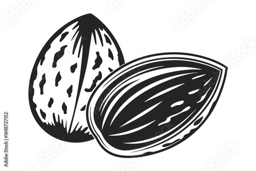 Two Almonds Detailed Monochrome Style on White Background