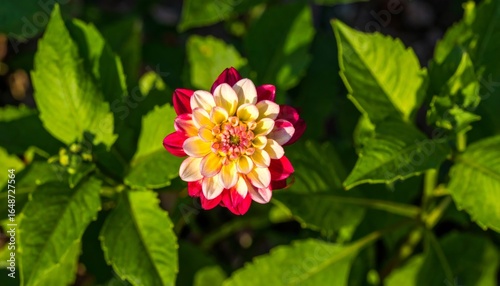 A vibrant bee, covered in pollen, visits a pink daisy blossom in a summer garden