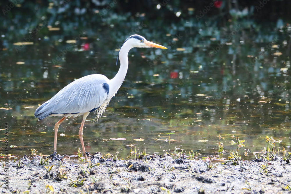 Naklejka premium Asian gray heron in an water pond
