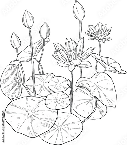 Lotus flower botanical sketch illustration