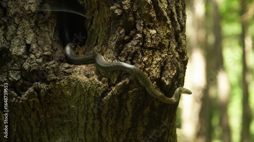 snake lurking hanging from a tree