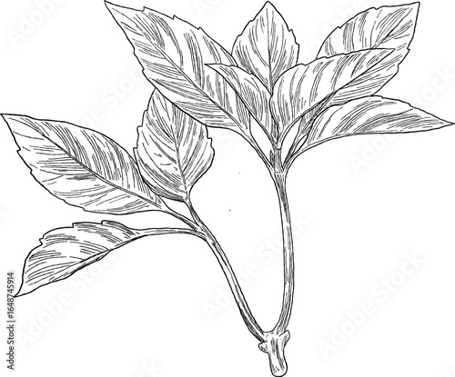 Basil Leaves Botanical Herb Hand Drawn Sketch
