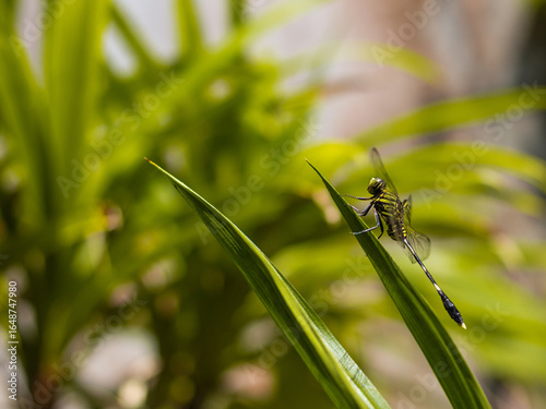 Macro close-up of a dragonfly resting on the tip of a green leaf, showcasing its transparent wings and detailed body structure. 