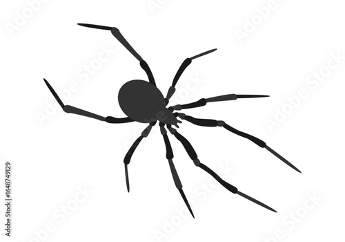 Silueta de araña en fondo blanco