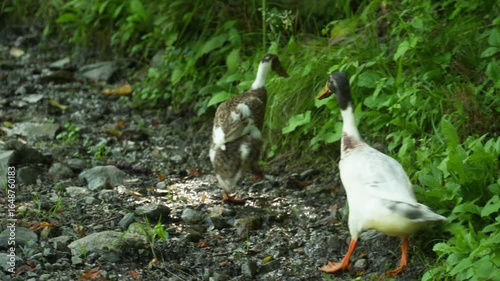 two ducks on a mountain path