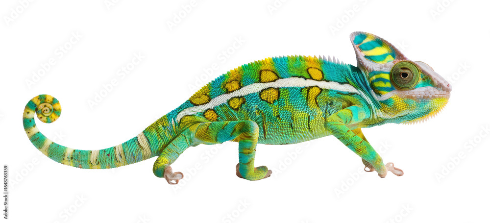 Fototapeta premium colorful chameleon isolated on white background.