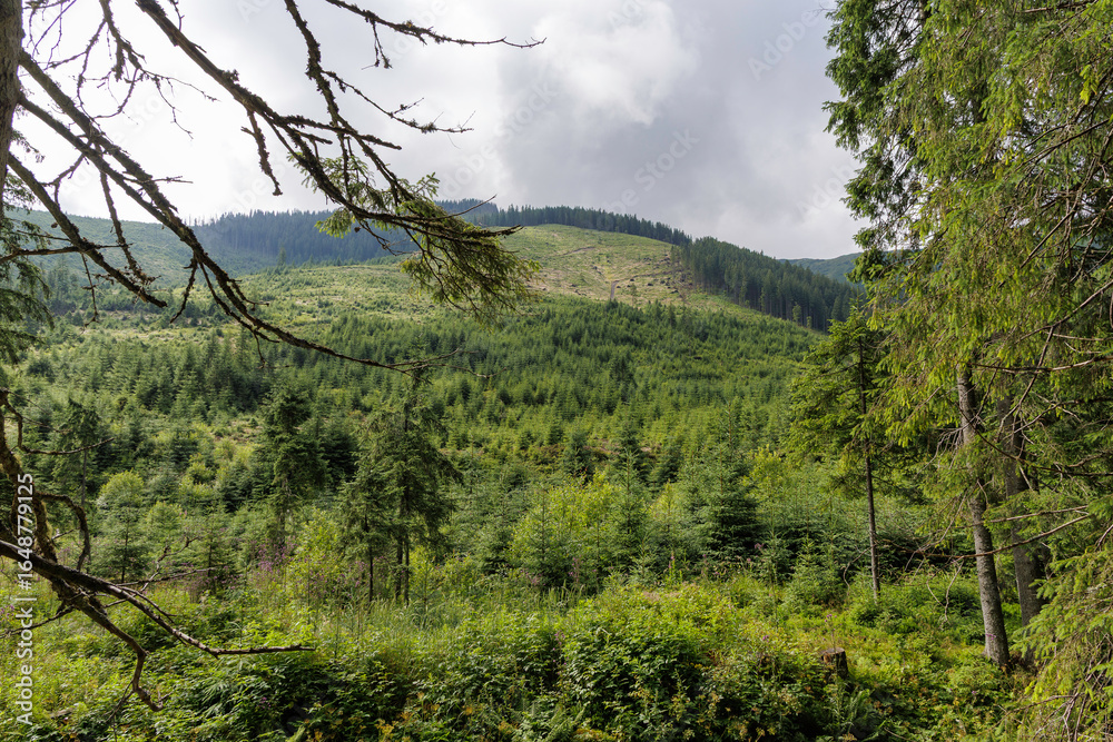 Obraz premium Mountain Forest with a Clear-cut Area