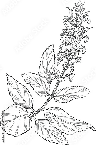 Sage Salvia officinalis Flat style or sketch illustration