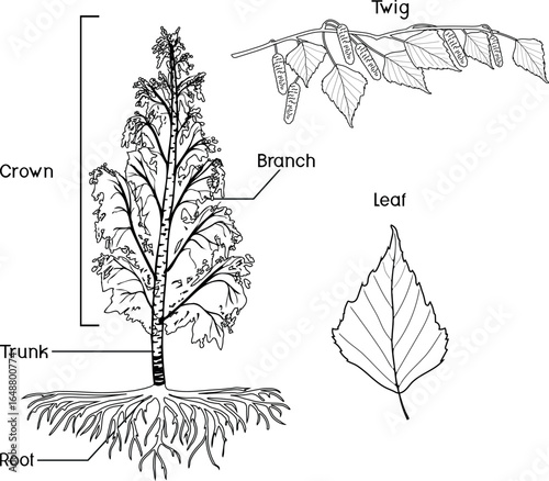 
Coloring page with Birch tree (Betula pendula) with root system, twig and leaf  isolated on white background. Educational material for biology lesson