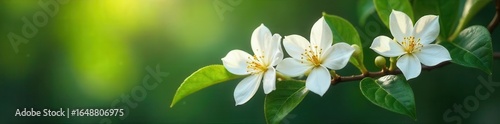 Luxurious jasmine flowers and leaves on a lush branch Natural light, sharp detail , bloom, texture