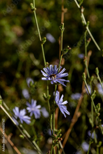 The plant (Cichorium) with blue flowers and bee close-up