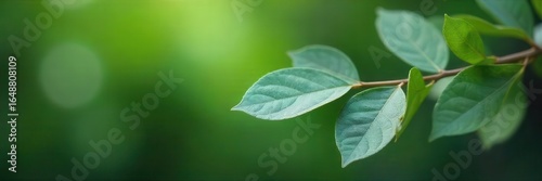Silvery eucalyptus leaves on a branch against a blurred green background , closeup, aromatherapy