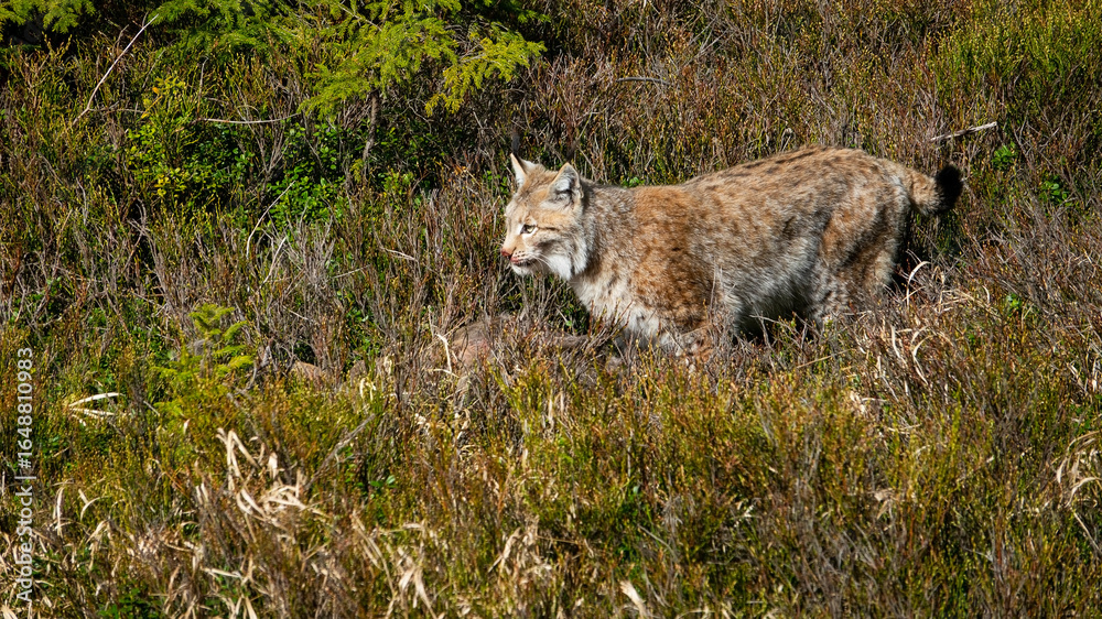 Fototapeta premium The Eurasian lynx (Lynx lynx) is the largest European cat and has hunted a roe deer.