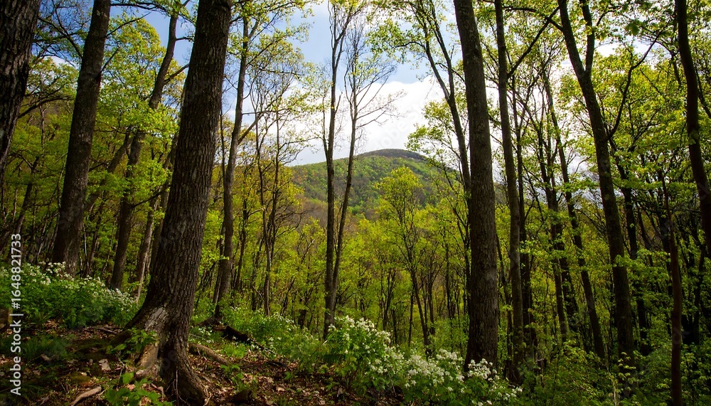 Fototapeta premium Lush forest scene with a mountain vista