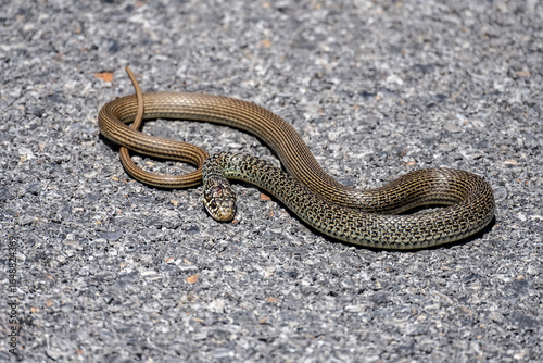 Balkan snake in the wild on a sunny day in August in Greece