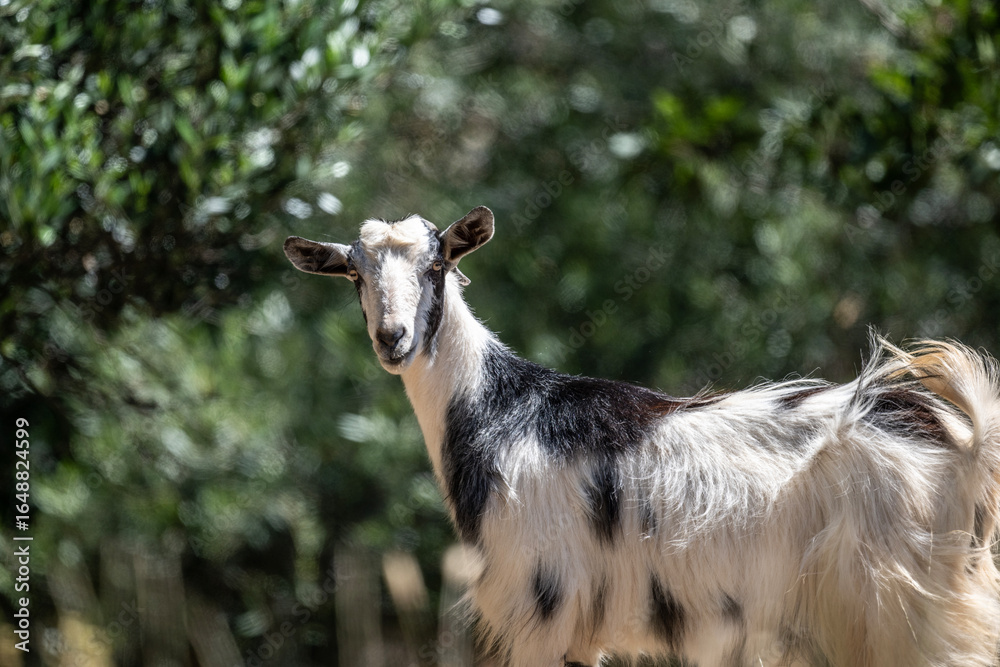 Obraz premium black and white goat in natural conditions on a sunny day in August in Greece
