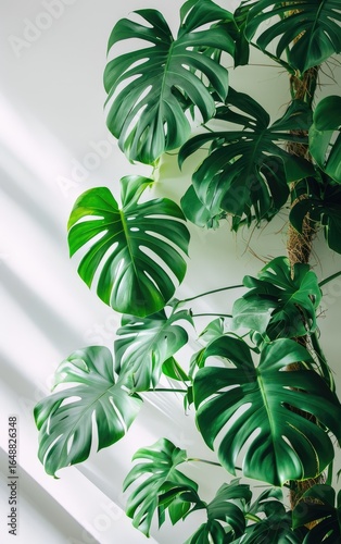 Monstera deliciosa plant with large, deeply lobed leaves is displayed against a bright white wall.
