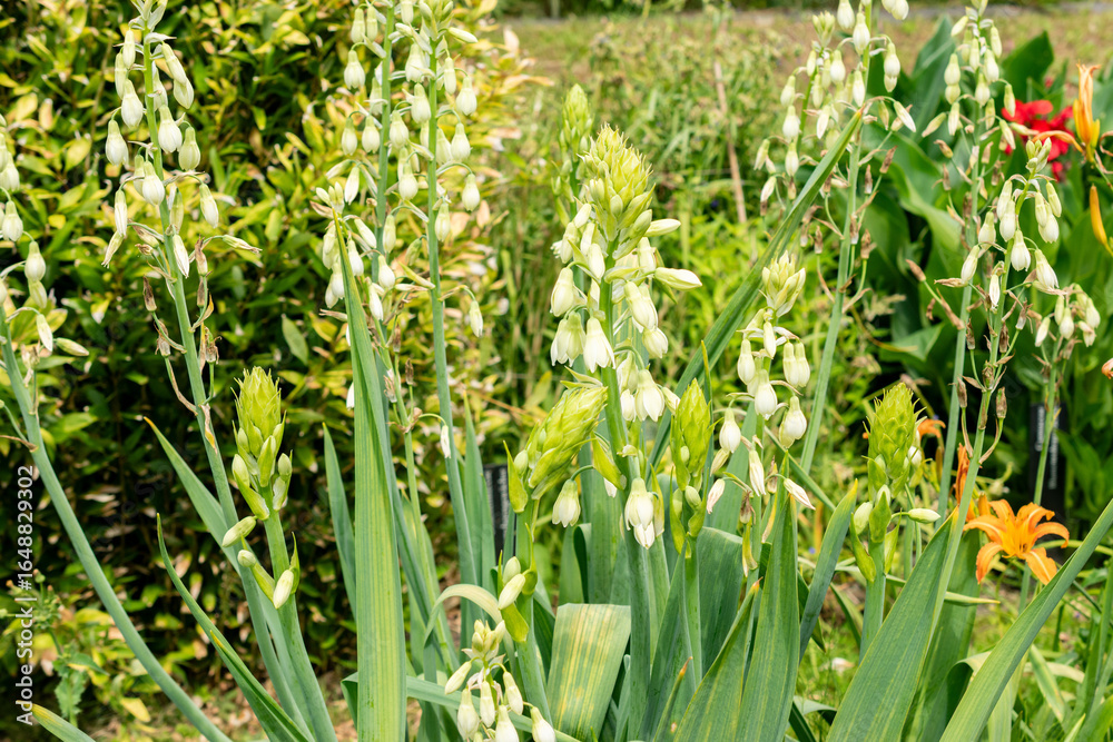Obraz premium Star of Bethlehem or Ornithogalum Umbellatum plant in Saint Gallen in Switzerland 22.7.2025