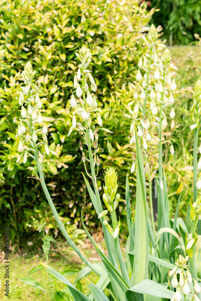 Obraz premium Star of Bethlehem or Ornithogalum Umbellatum plant in Saint Gallen in Switzerland 22.7.2025