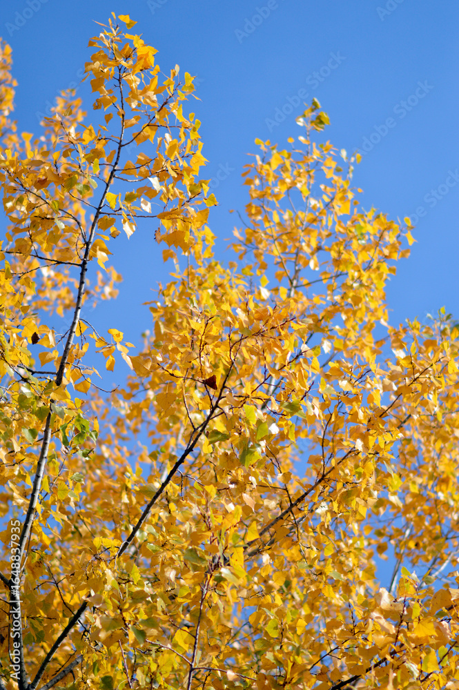 Fototapeta premium poplar trees with golden autumn leaves in sunlight