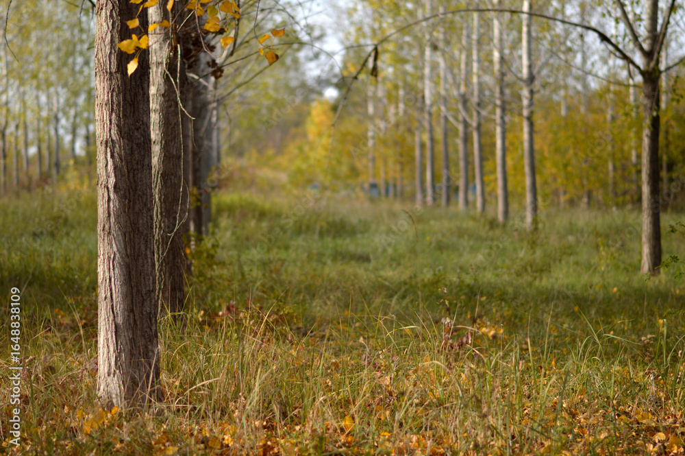 Fototapeta premium poplar trees with golden autumn leaves in sunlight