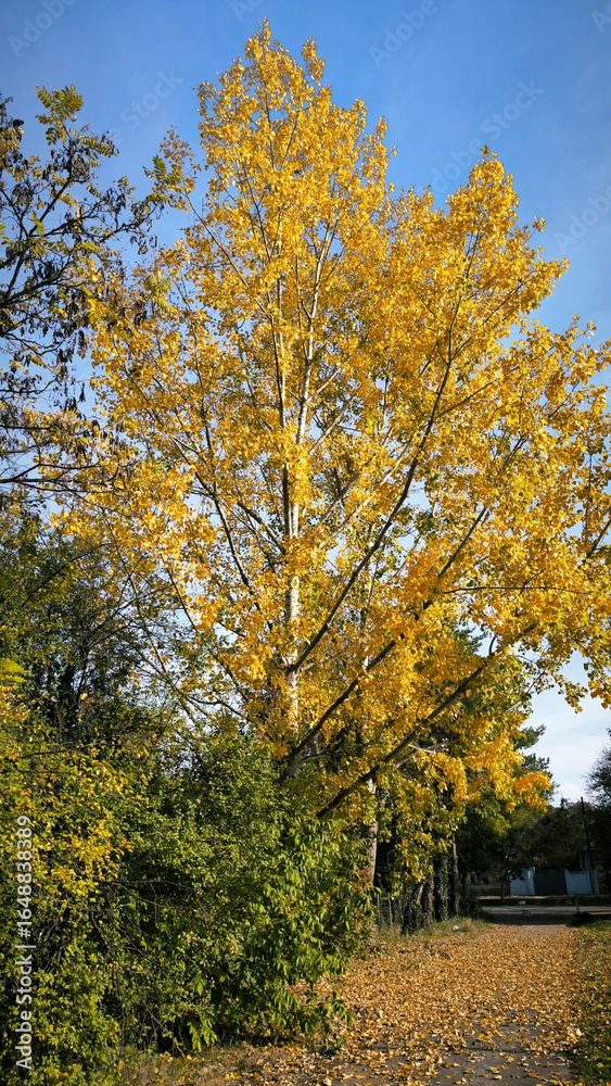 Naklejka premium poplar trees with golden autumn leaves in sunlight