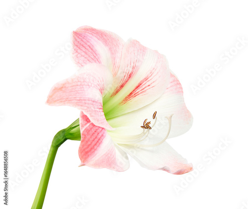 Cuadro en lienzo Hippeastrum or Amaryllis flowers ,Pink amaryllis flowers isolated on white backg