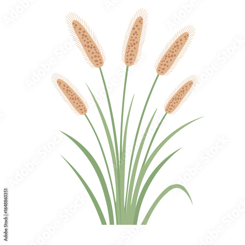 Flat vector illustration of cattail plant with tall green leaves and brown flower spikes, isolated on white background.