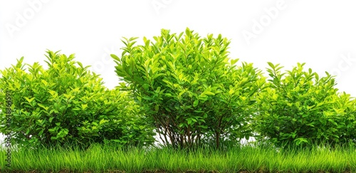 Lush green bushes in rows, bordering a grassy area, against a white background