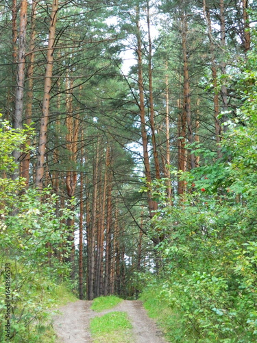 path in the woods
