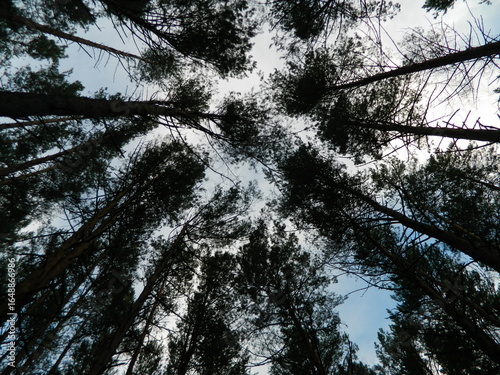 trees in the forest