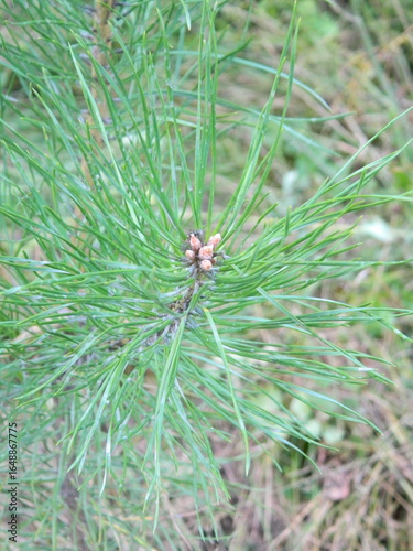 close up of pine needles
