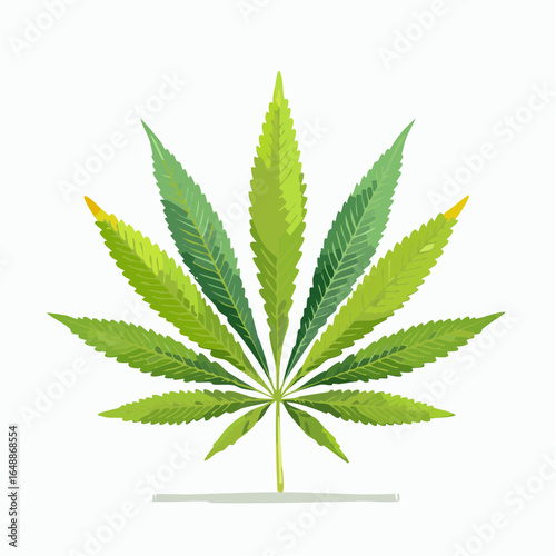 Feuille de cannabis, fond blanc
