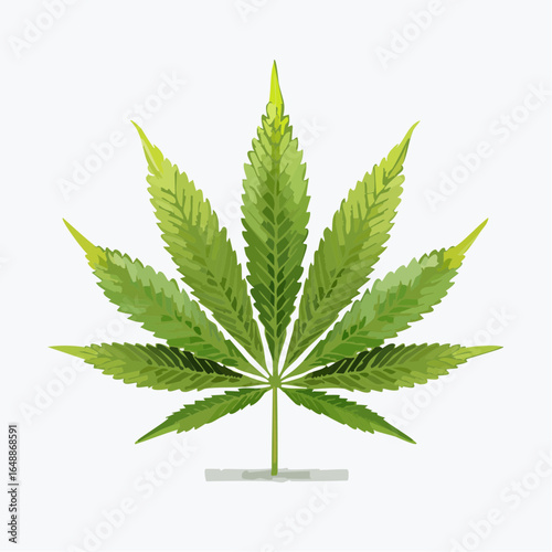 Feuille de cannabis, fond blanc