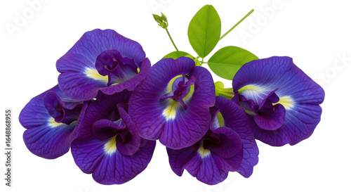 Photos Isolated Butterfly Pea Flowers on White