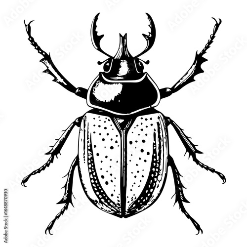 Black & White beetle