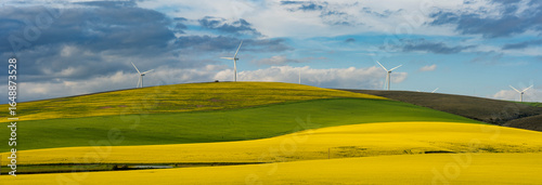 Rolling green and yellow canola or rape seed fields near Caledon, Overberg, Western Cape, South Africa, with wind turbines generating clean electricity under a dramatic sky.