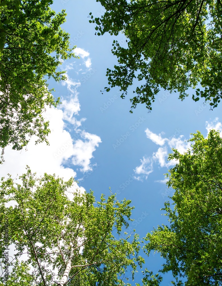 Fototapeta premium Lush green foliage framing a bright blue sky