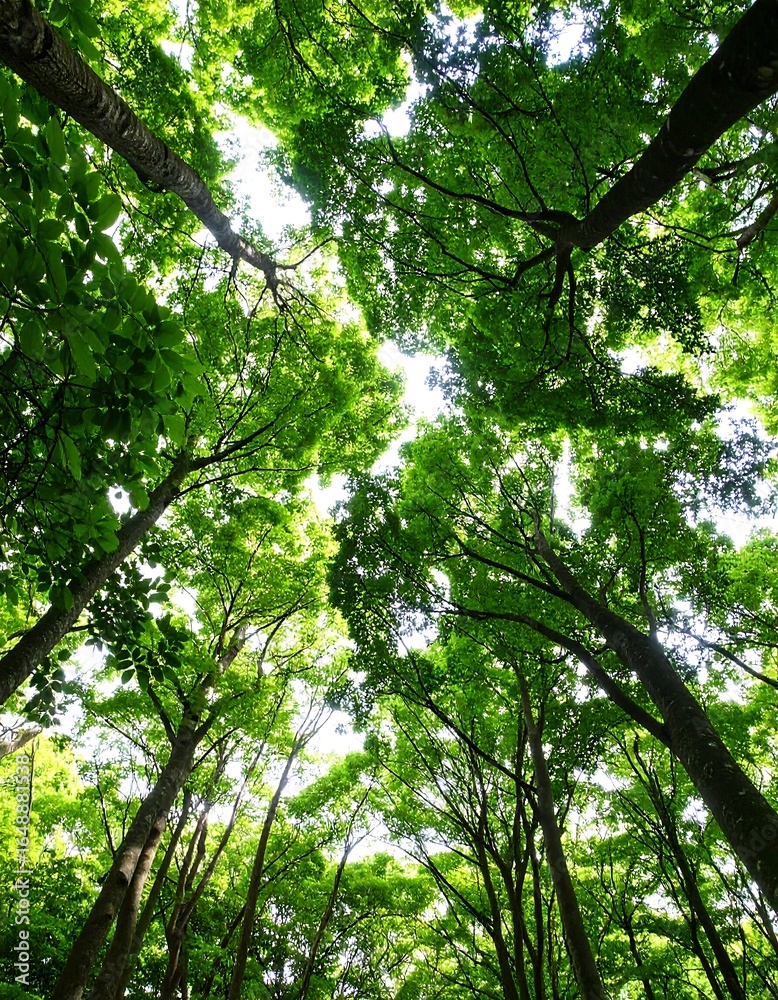 Fototapeta premium Lush green forest canopy