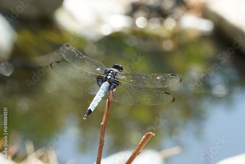 Close-up of a mature male Orthetrum triangulare melania on twig, オオシオカラトンボのオス(大塩辛蜻蛉)