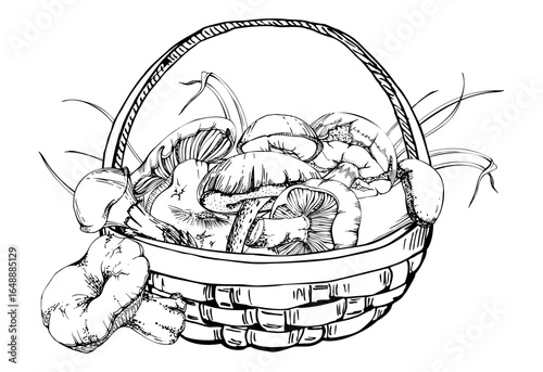 Basket of picked mushrooms, autumn forest harvest of bolete russula webcap milk-cap fungi, grass blades, vegan cooking edible raw ingredient. Illustration hand drawn in vector ink. Wild food market
