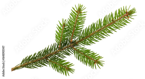 Foto Isolated Fir Branch